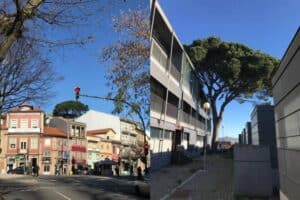 Pinheiro manso. Relatório confirma risco para pessoas e bens