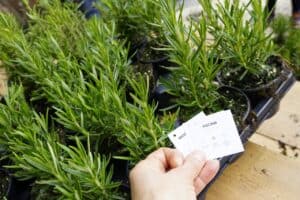 Adopte uma árvore em Famalicão