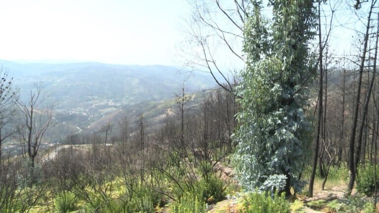 BE defende arranque de eucaliptos