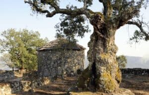 Citânia Viva volta a homenagear cultura castreja e trabalho de Martins Sarmento