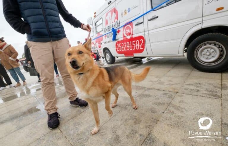 Ambulância veterinária de Braga pronta em Maio