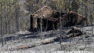 Firmino Marques pede cadastro dos proprietários da floresta