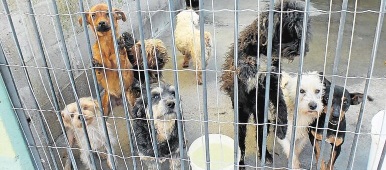 Nova lei proíbe abate de animais abandonados