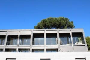 Pinheiro-Manso de Guadalupe será abatido por risco de queda