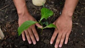 AMO e Braga juntos no Florestar Portugal 2018