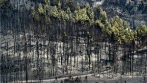 Especialista alerta para correntes lamacentas em Braga