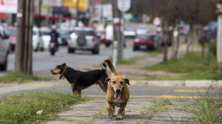 Movimento BpT preocupado com lei que proíbe abate