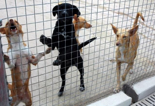 Cidadãos organizam vigília pelos cães abatidos em Braga