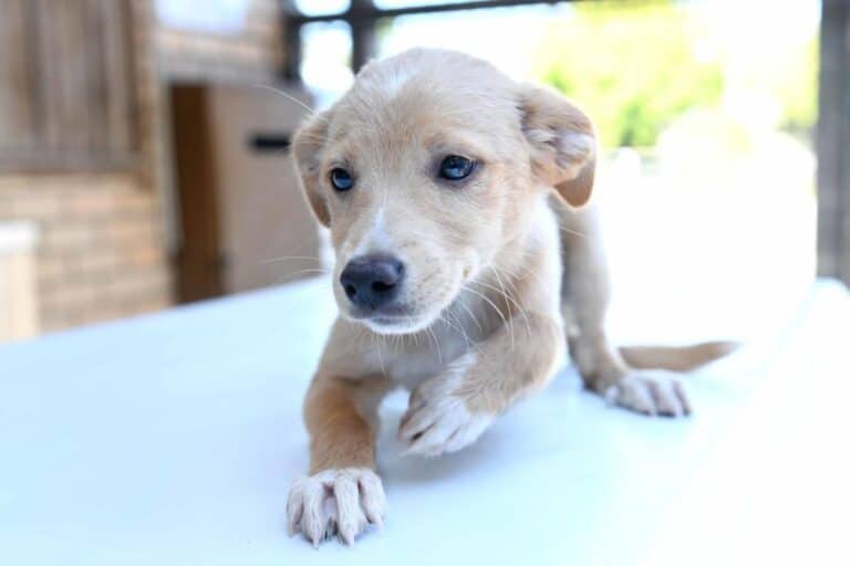 SC Braga e ABRA juntos pela adopção de animais