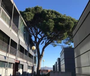 UTAD vai estudar abate de 250 árvores em Braga