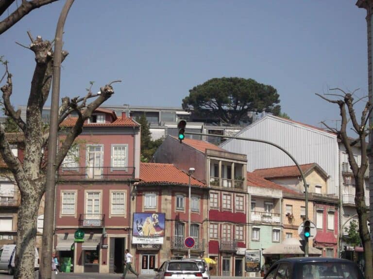 Câmara de Braga não tem árvores classificadas