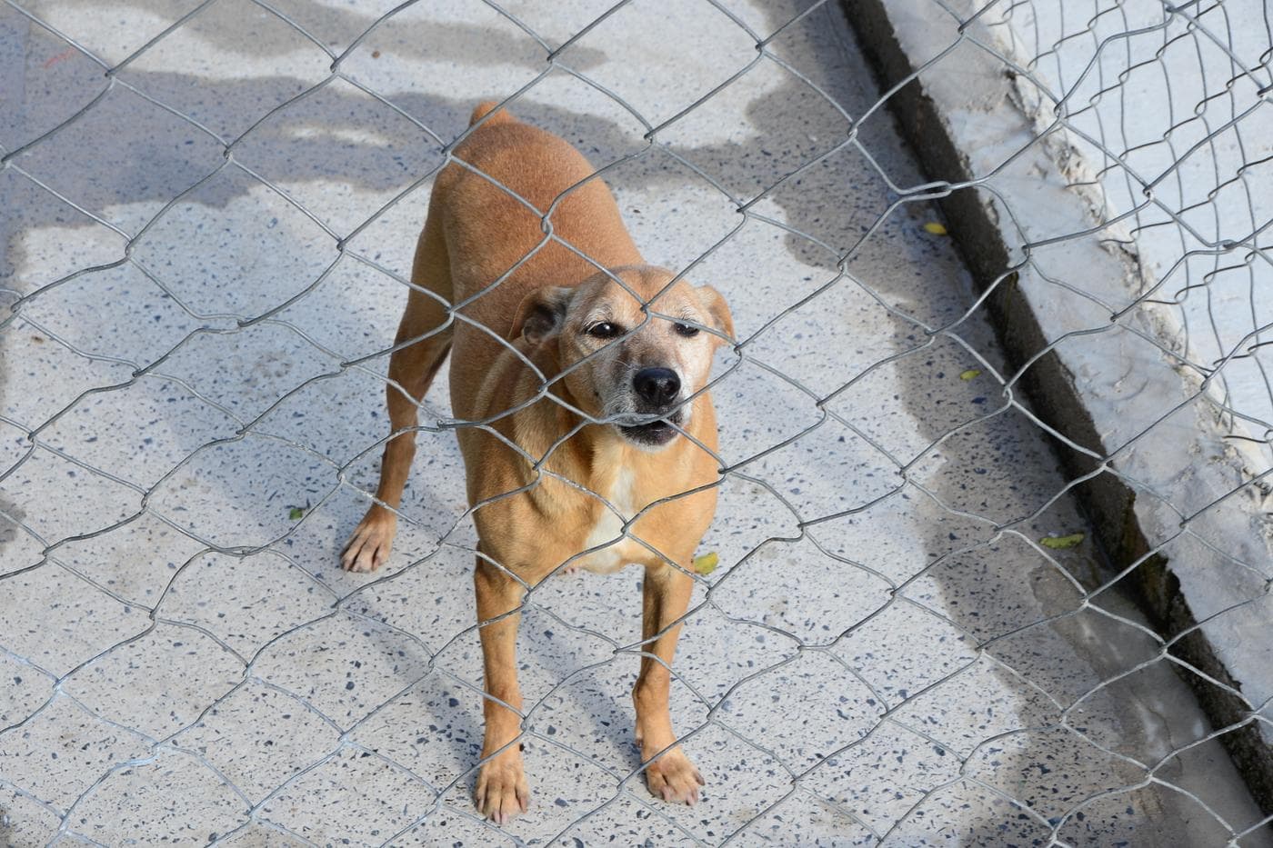 Municípios abateram 12 mil animais em 2017