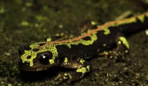 "Nau da biodiversidade" analisa à lupa Mosteiro de Tibães