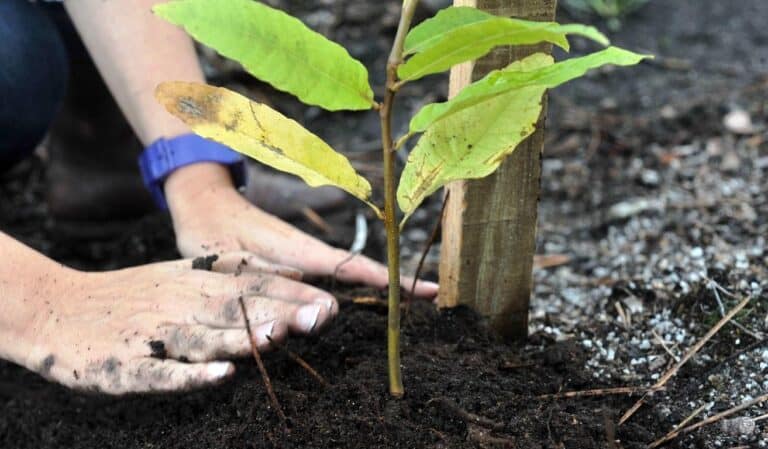 CMB desenvolve acção de reflorestação em Esporões