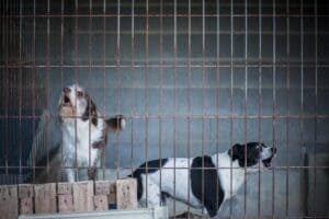 Braga para Todos alerta para surto letal no canil municipal