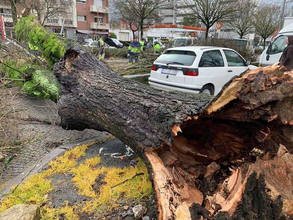 "Não havia nenhum indício de que a árvore pudesse cair”