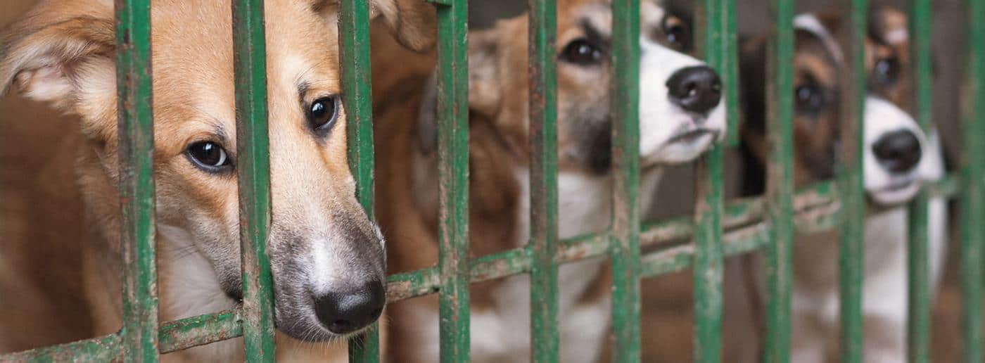 Braga para Todos debate 'Especismo'